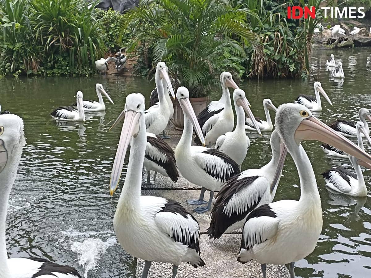 Potret Ragunan, Jakarta Selatan