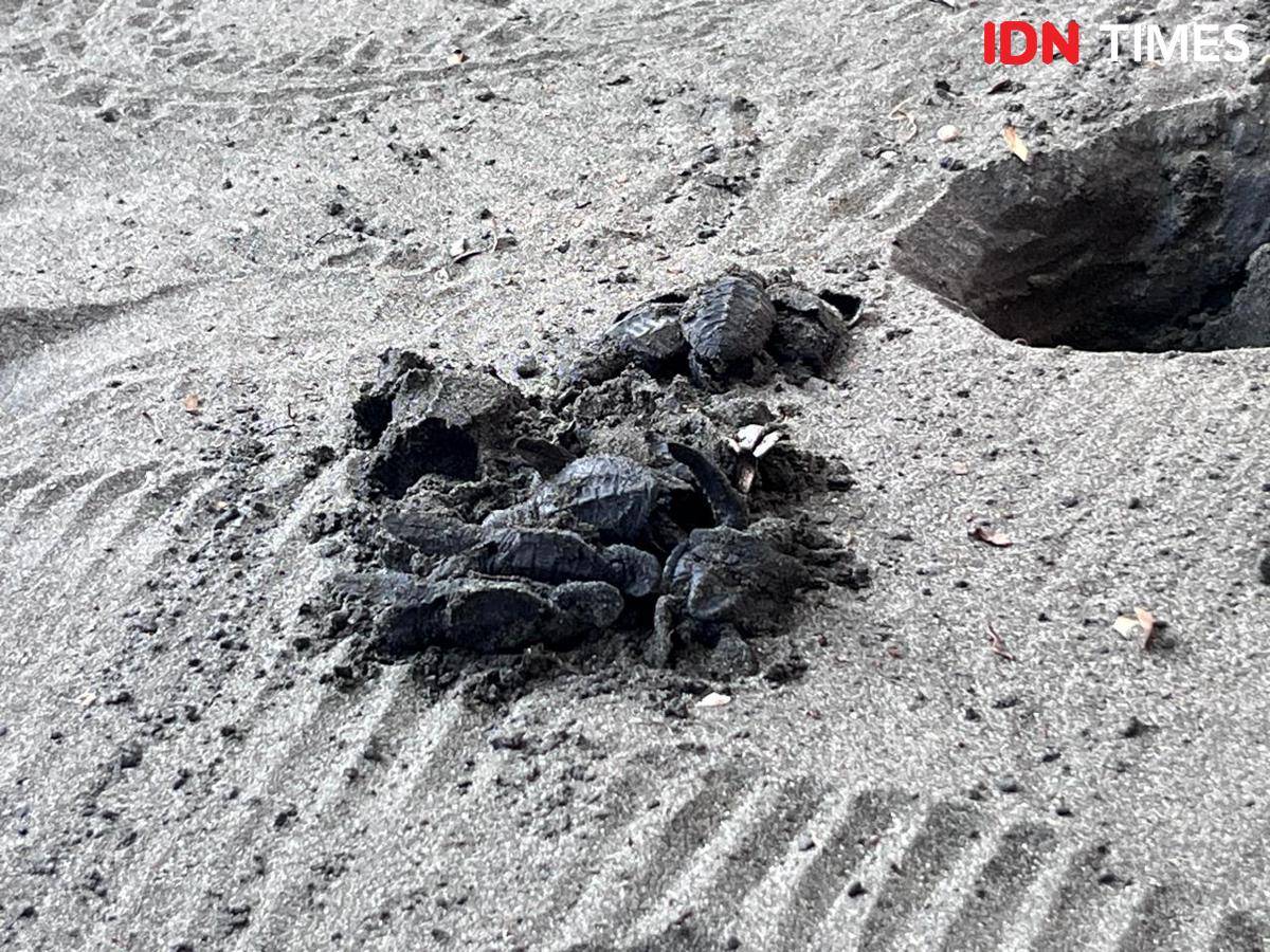 Potret bayi penyu yang baru keluar dari sarang di Kurma Asih Sea Turtle, Jembrana, Bali Barat 