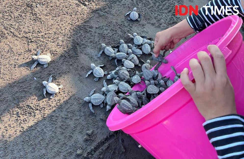 Potret melepas bayi-bayi penyu di Kurma Asih Sea Turtle, Jembrana, Bali Barat