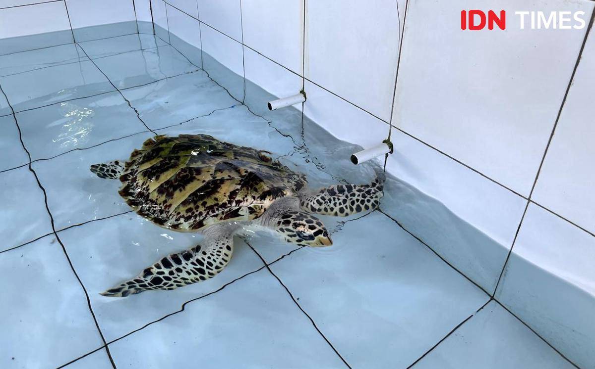 Potret penyu di Kurma Asih Sea Turtle, Jembrana, Bali Barat