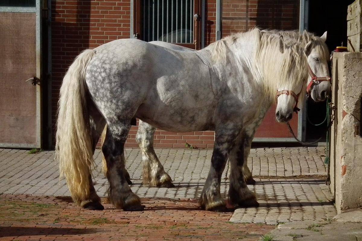 Kuda Percheron