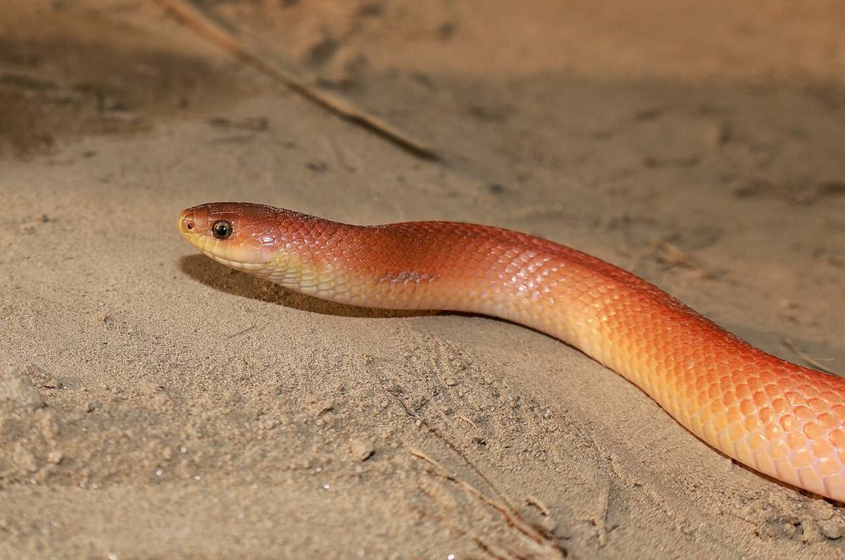 ular kukri (commons.wikimedia.org/Kingshuk Mondal)