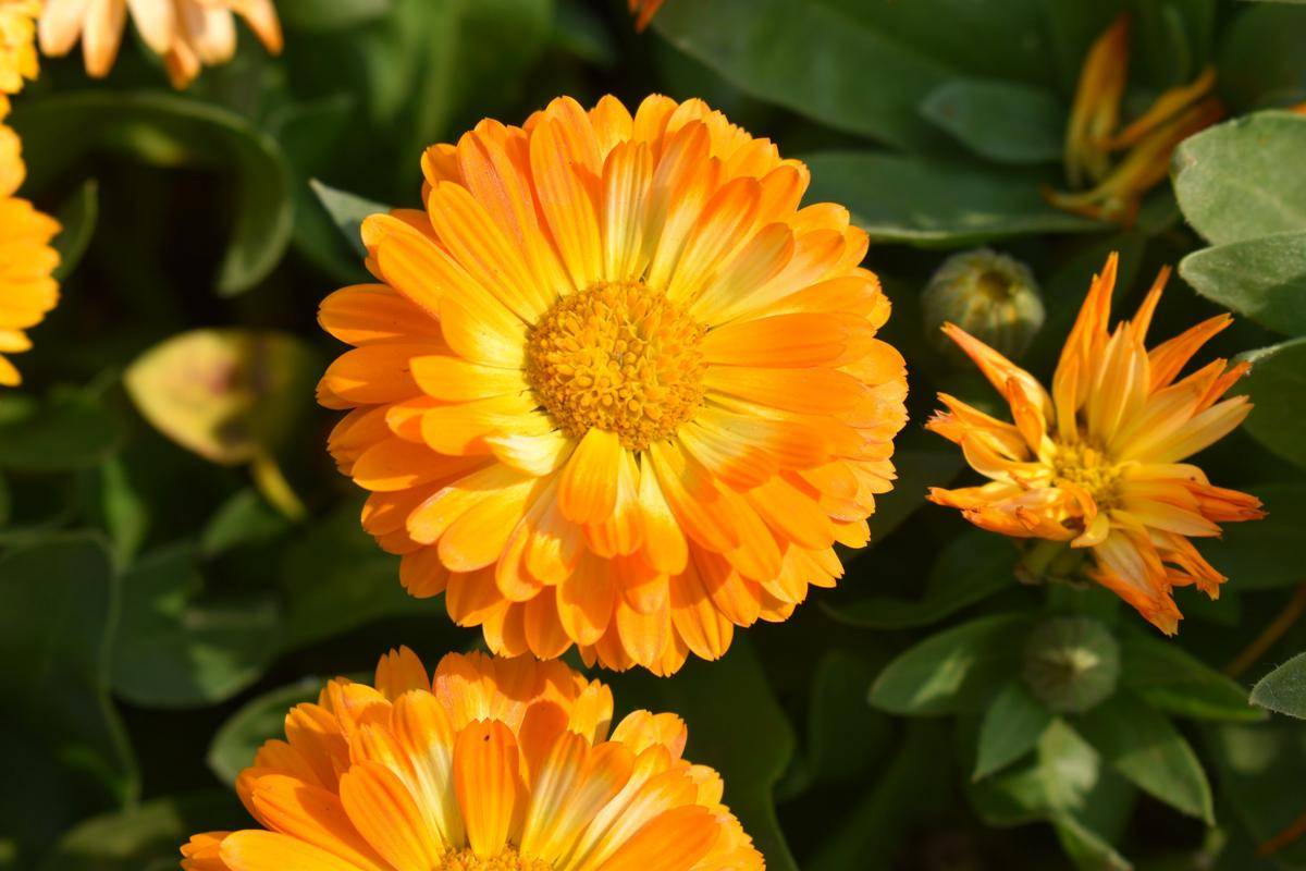 ilustrasi tanaman gerbera daisy (unsplash.com/Divya Jain)