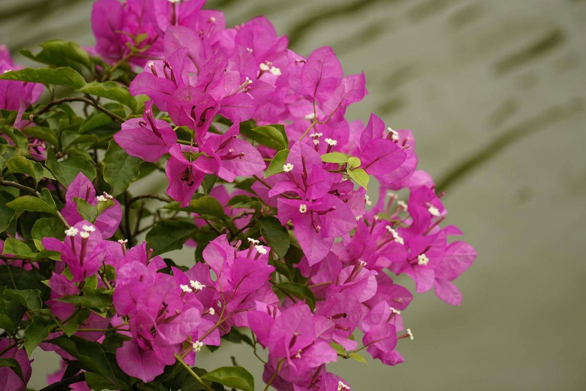 ilustrasi tanaman bougainvillea