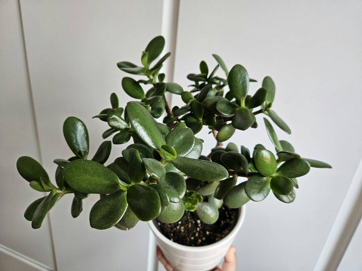 ilustrasi jade plant (unsplash.com/Lucie Hošová)