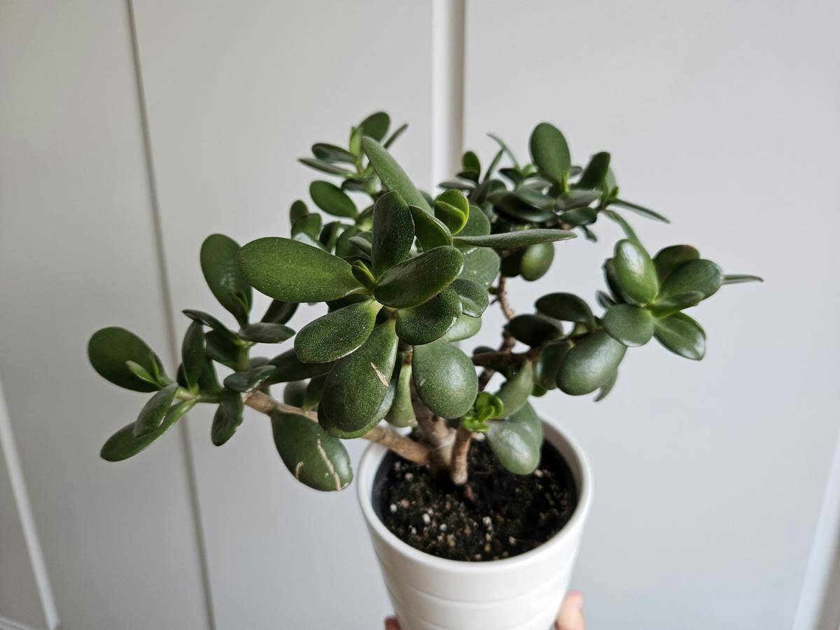 ilustrasi jade plant (unsplash.com/Lucie Hošová)