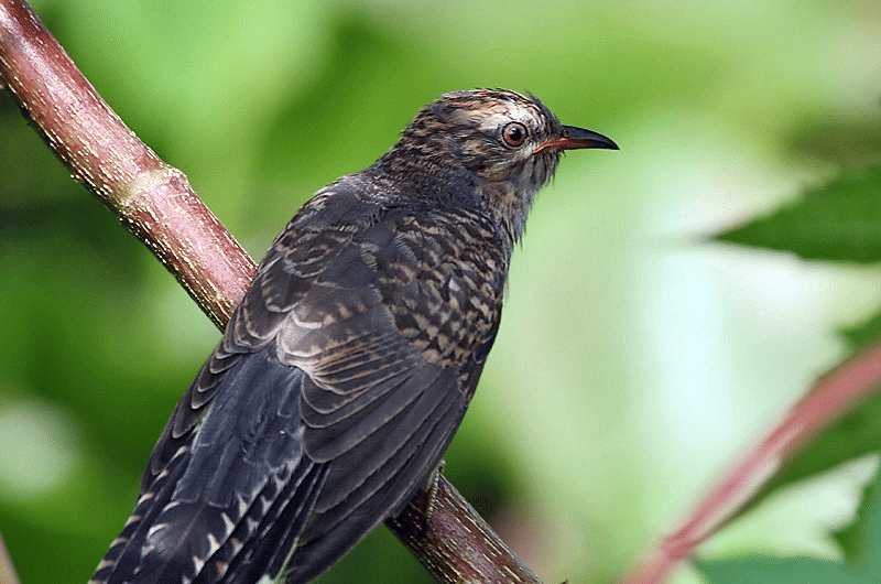 burung uncuing (commons.wikimedia.org/J.M.Garg)