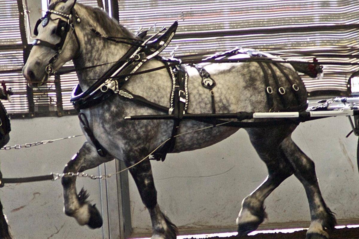 Kuda Percheron