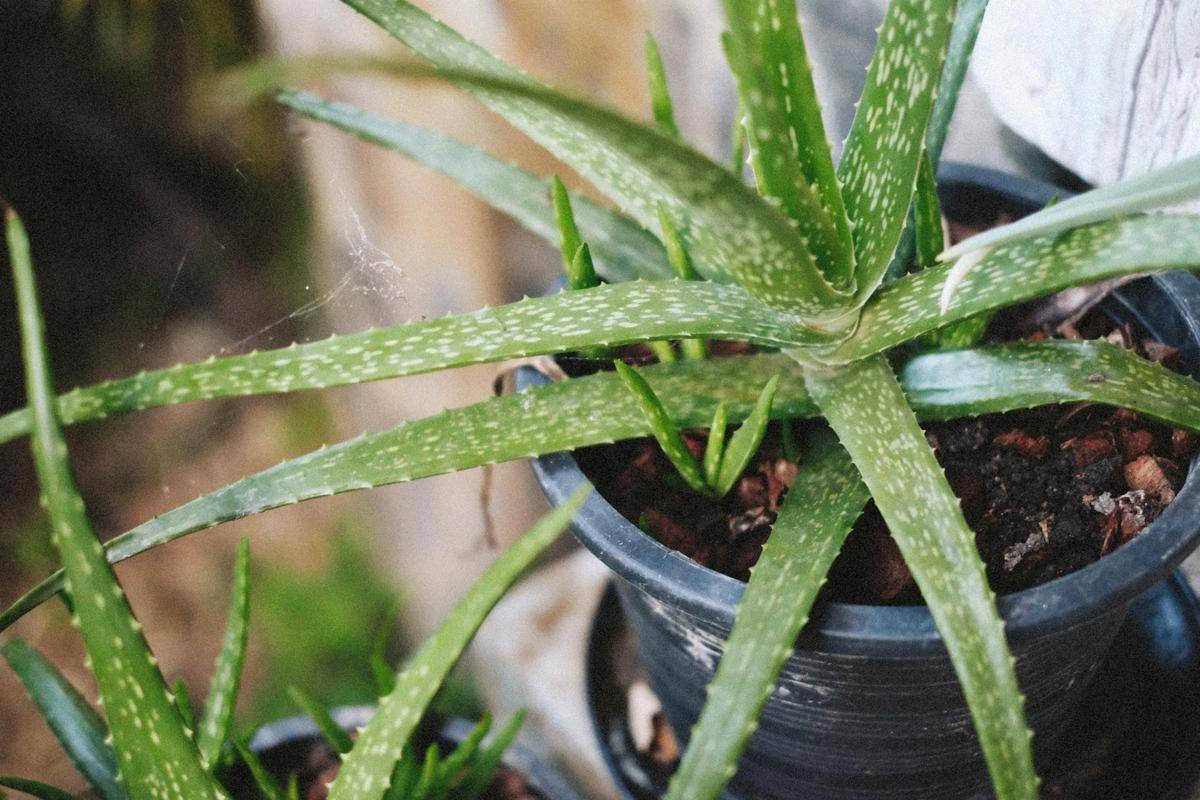 ilustrasi tanaman aloe vera (pexels.com/Alexey Demidov)