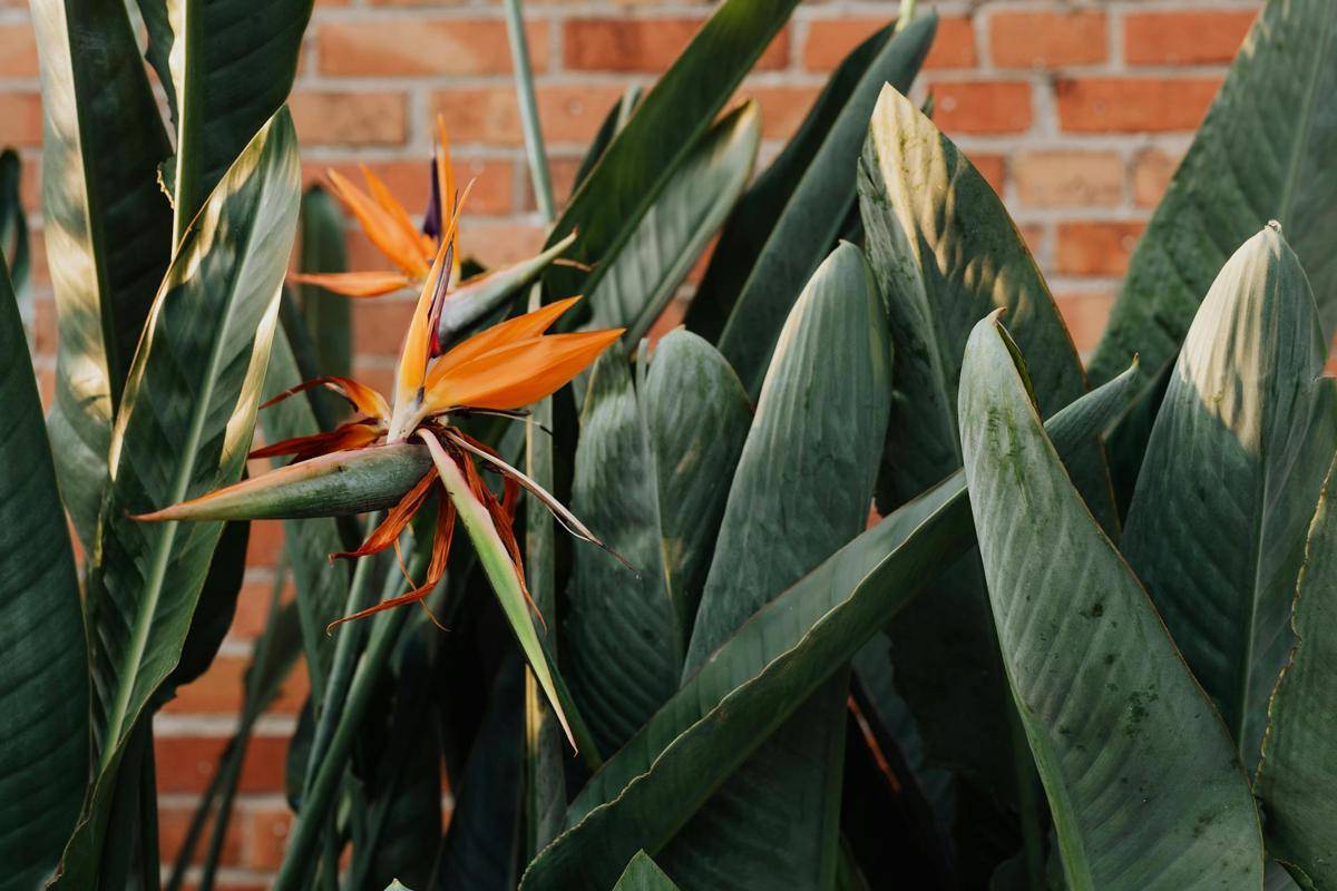 ilustrasi tanaman bird of paradise