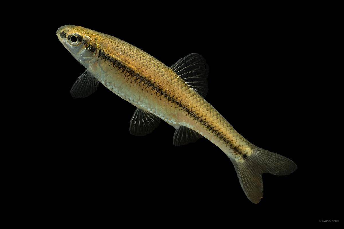 minnow hidung tumpul (commons.wikimedia.org/evangrimes)