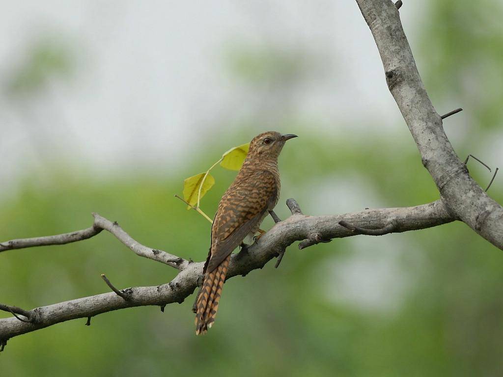burung uncuing (commons.wikimedia.org/Alnus)