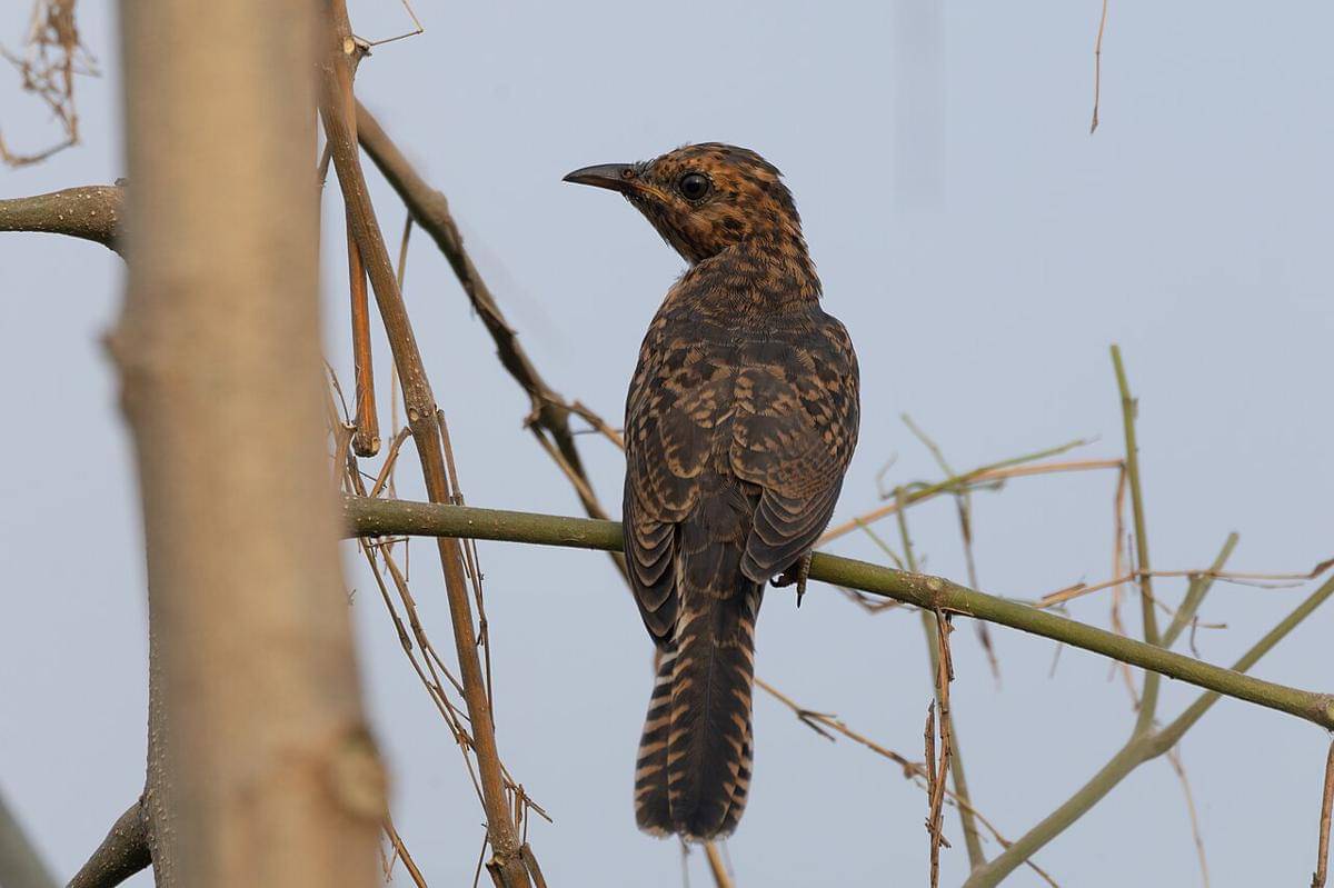 burung uncuing (commons.wikimedia.org/Tisha Mukherjee)