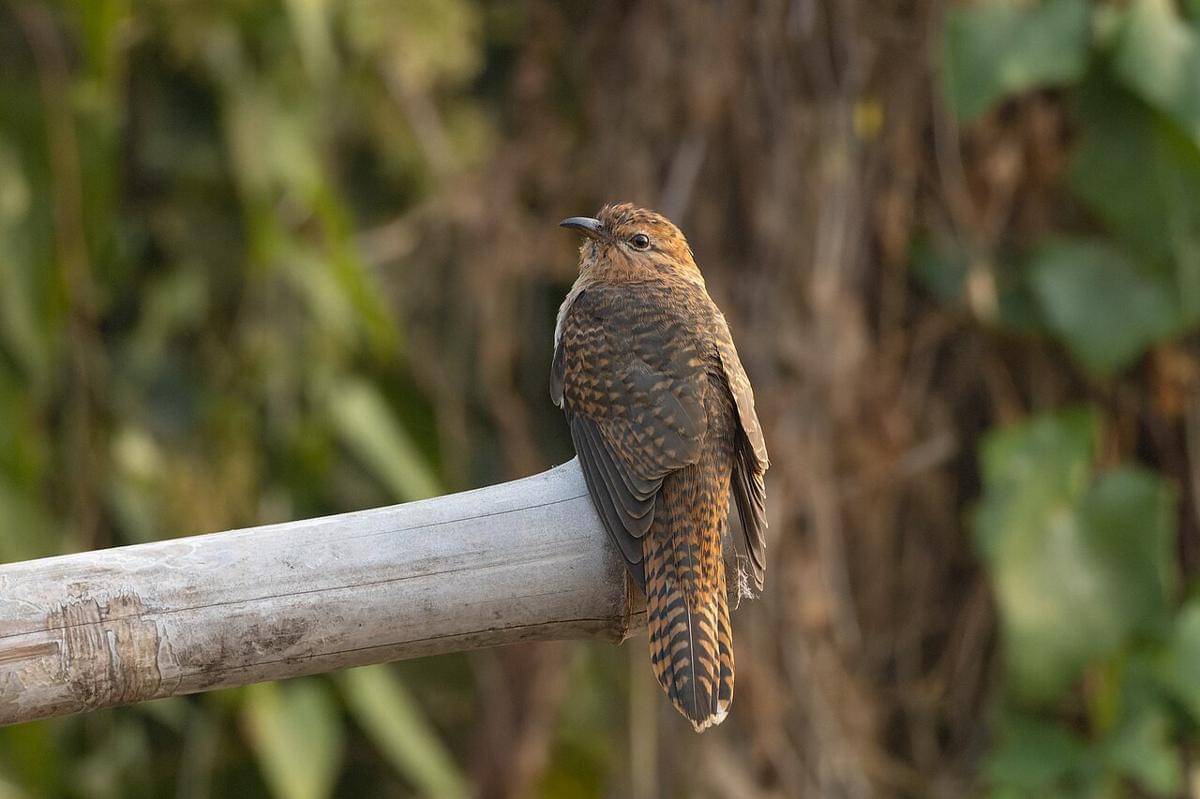 burung uncuing (commons.wikimedia.org/Tisha Mukherjee)