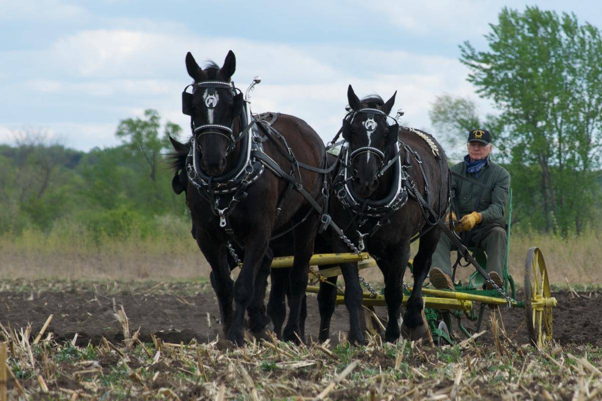 Kuda Percheron