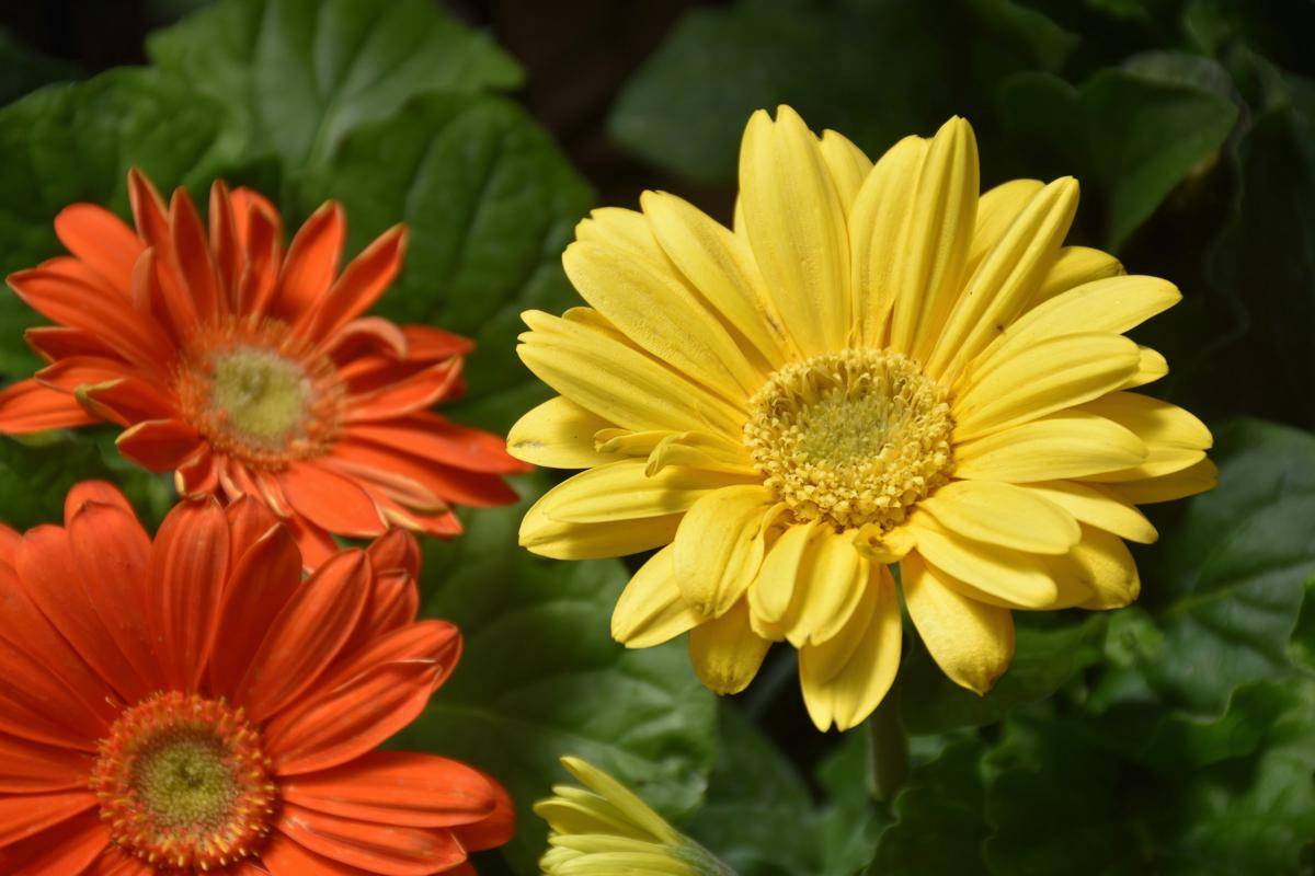 ilustrasi tanaman gerbera daisy (unsplash.com/Ray Shrewsberry)