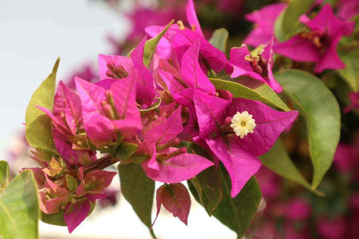 ilustrasi tanaman bougainvillea (unsplash.com/Yevheniia)