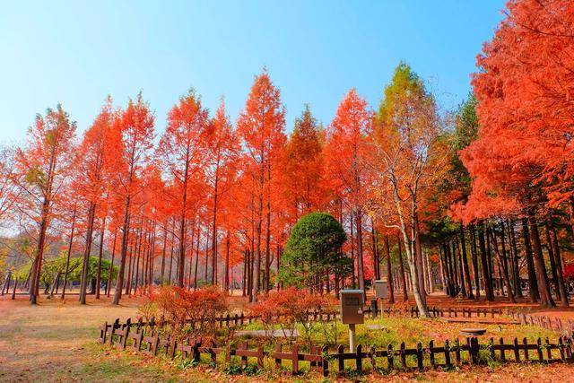 potret Nami Island (vecteezy.com/pilaiwan wandee)