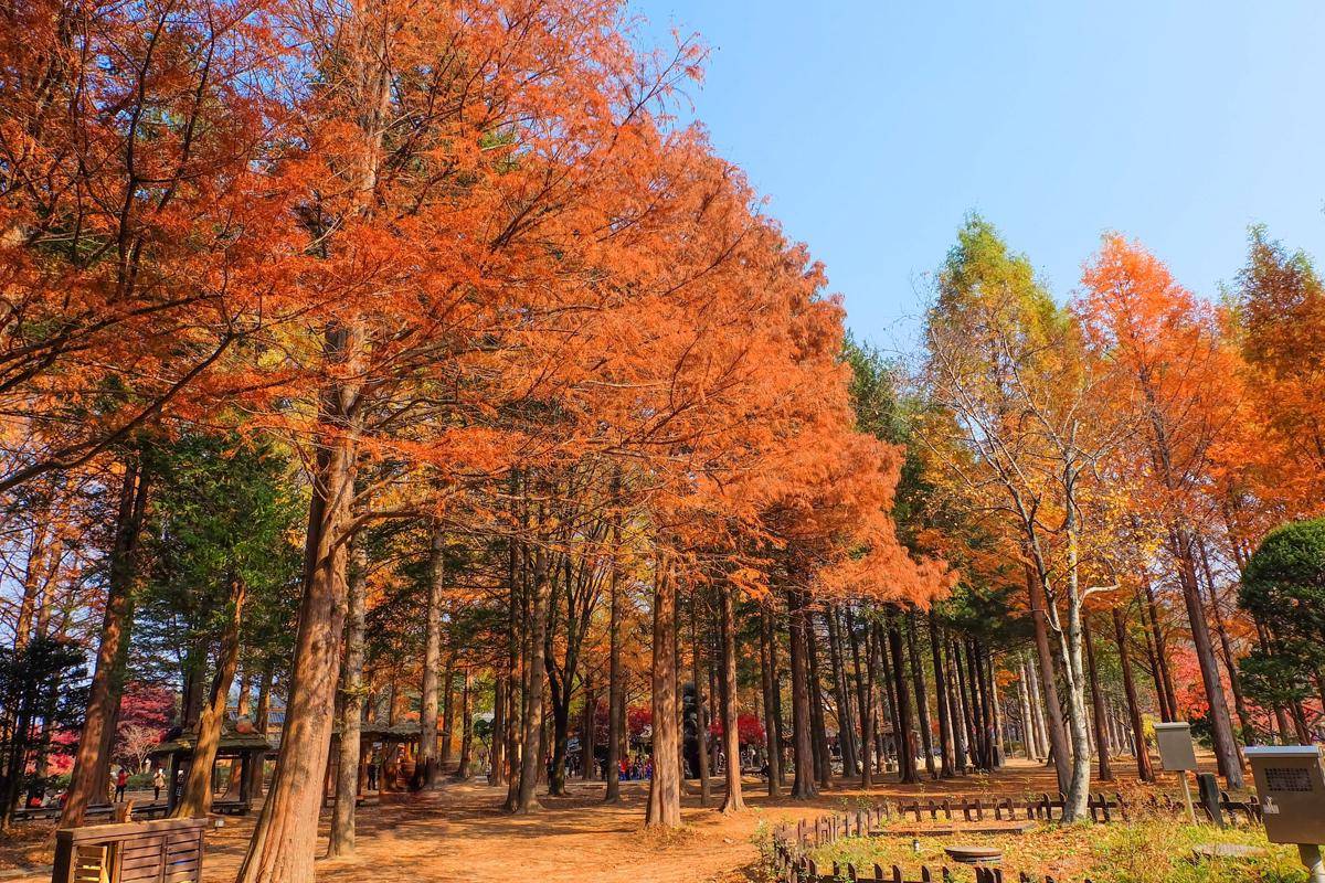 potret Nami Island (vecteezy.com/pilaiwan wandee)