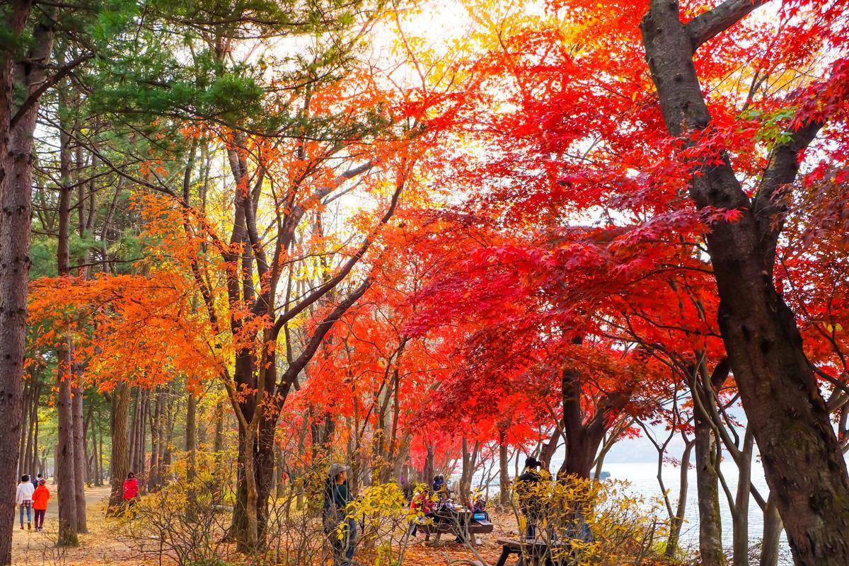 potret Nami Island (vecteezy.com/pilaiwan wandee)