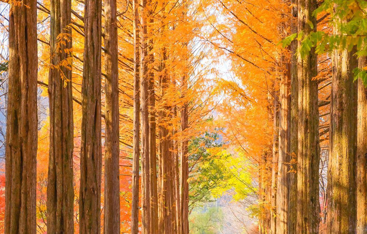 potret Nami Island (vecteezy.com/pilaiwan wandee)