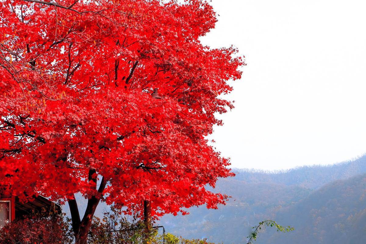 potret Nami Island (vecteezy.com/pilaiwan wandee)