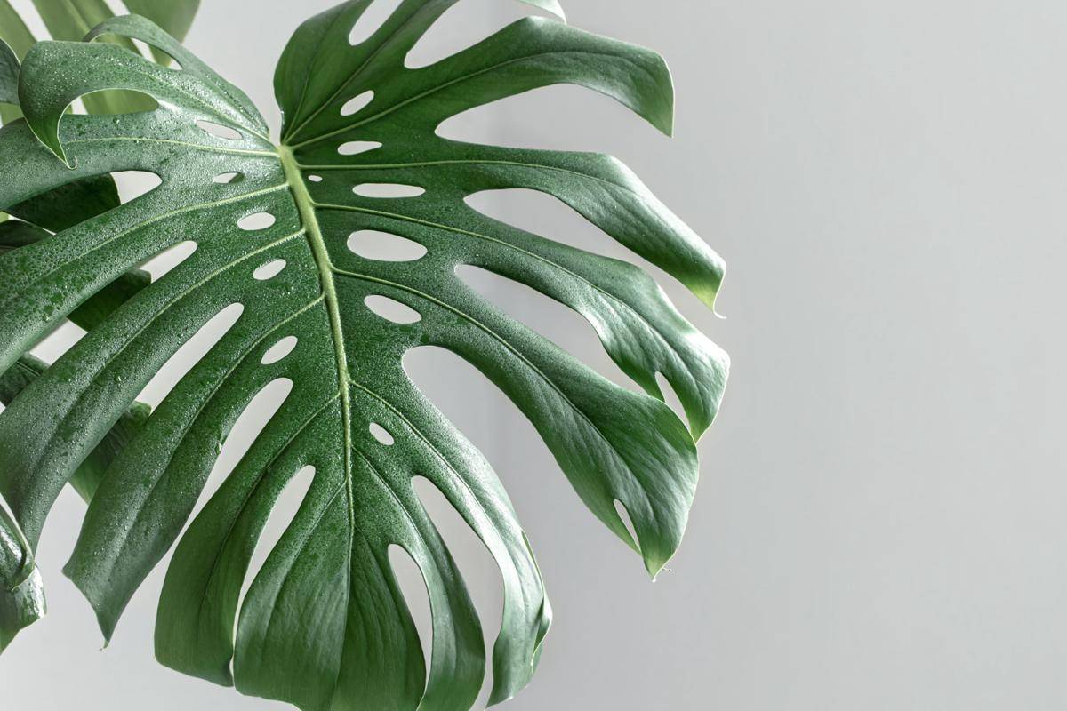Monstera (freepik.com/pvproductions)