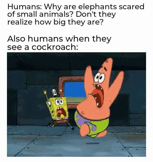 meme SpongeBob tentang kecoak