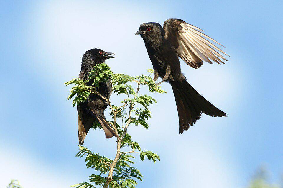pasangan srigunting ekor-garpu (commons.wikimedia.org/Derek Keats)