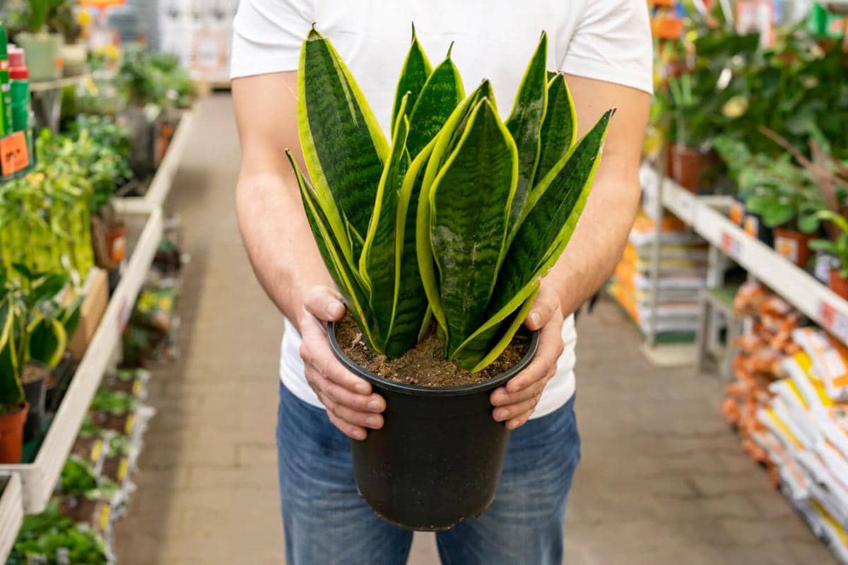 ilustrasi tanaman snake plant (freepik.com/Freepik)
