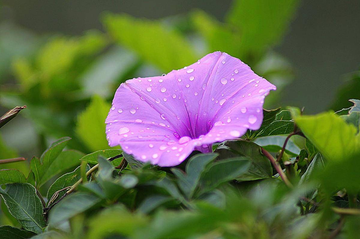 ilustrasi tanaman morning glory (pexels.com/Pixabay)