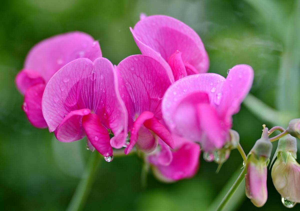 ilustrasi tanaman sweet pea (pixabay.com/YvonneHuijbens)