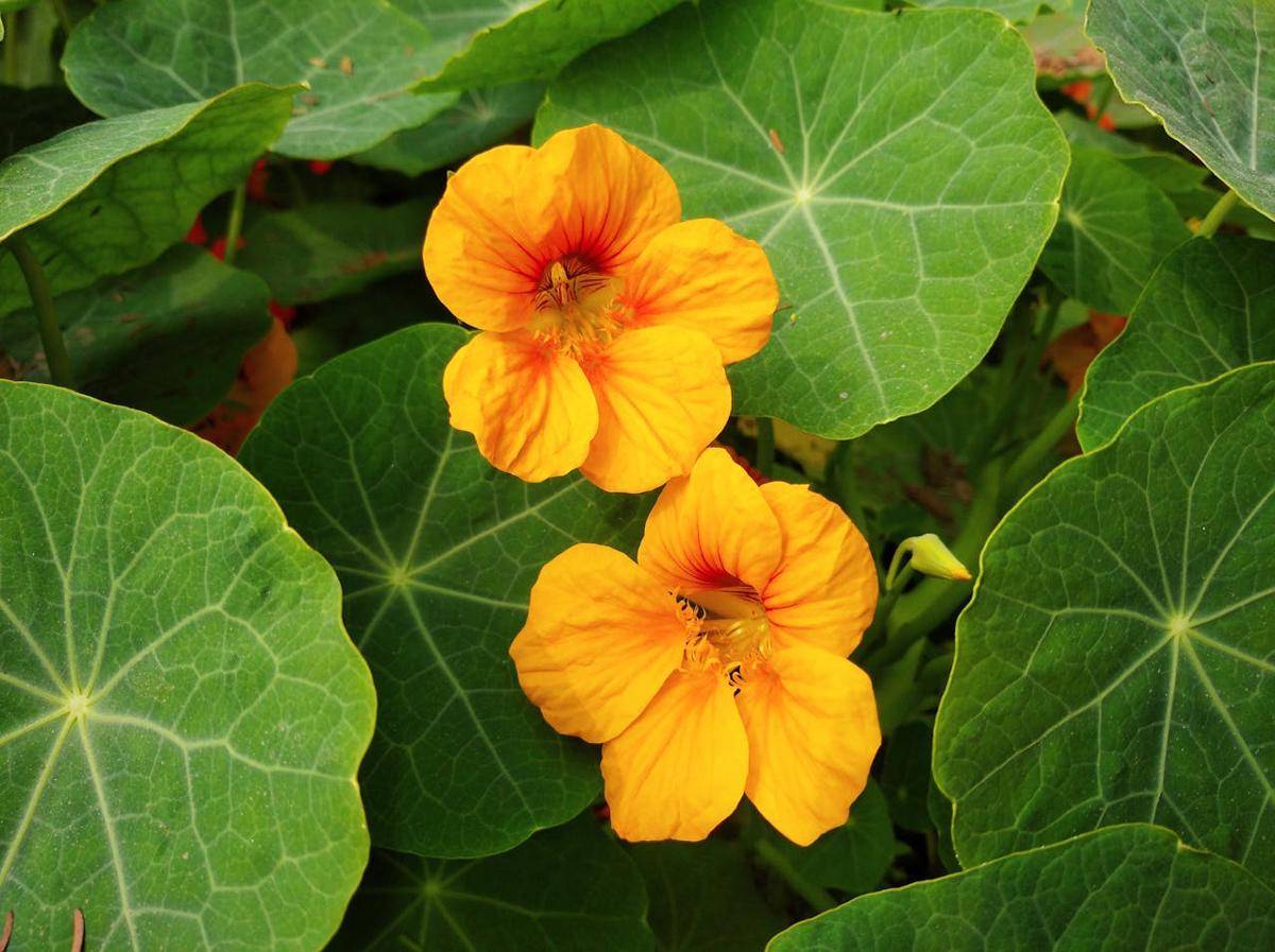 ilustrasi tanaman nasturtium (pexels.com/MD. ABDUR RAHMAN)