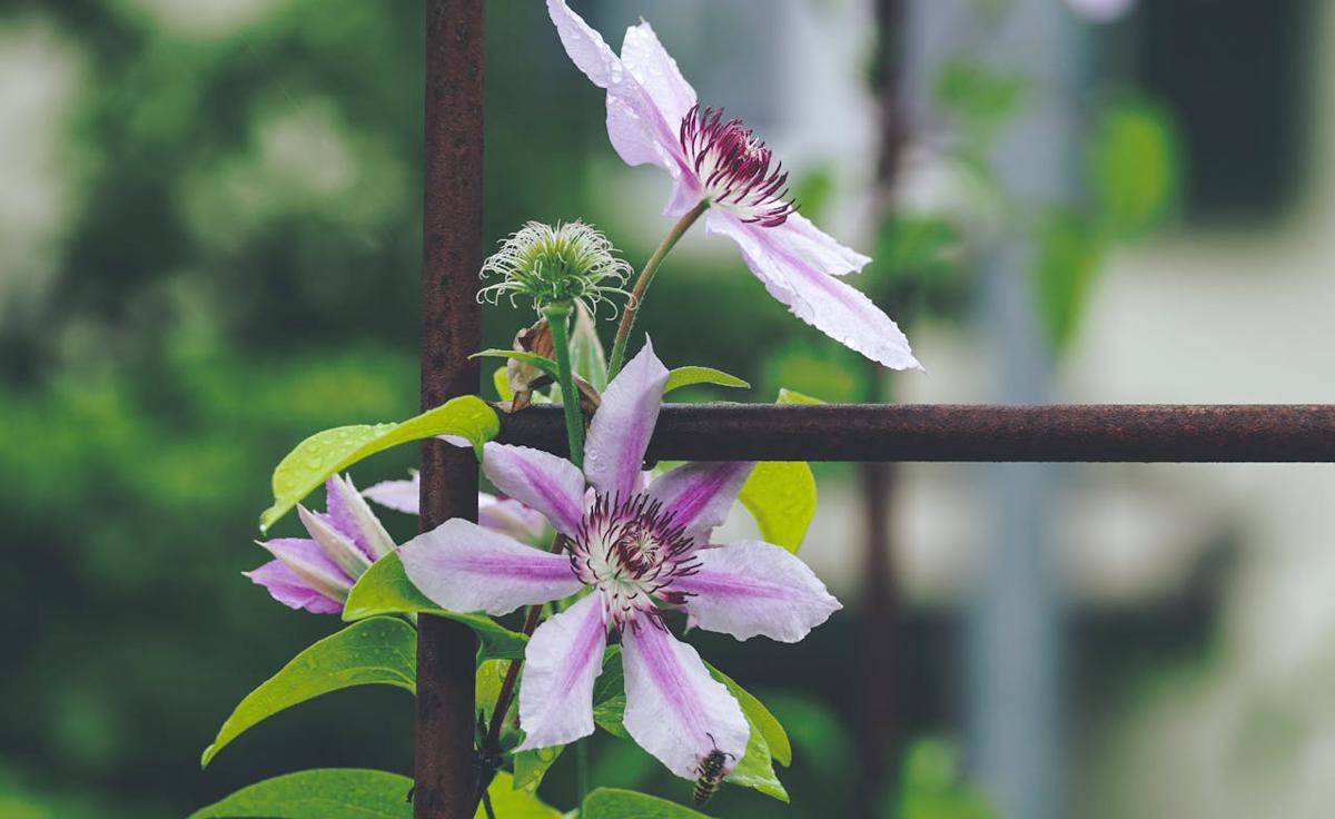 ilustrasi tanaman clematis (pexels.com/Susanne Jutzeler, suju-foto)