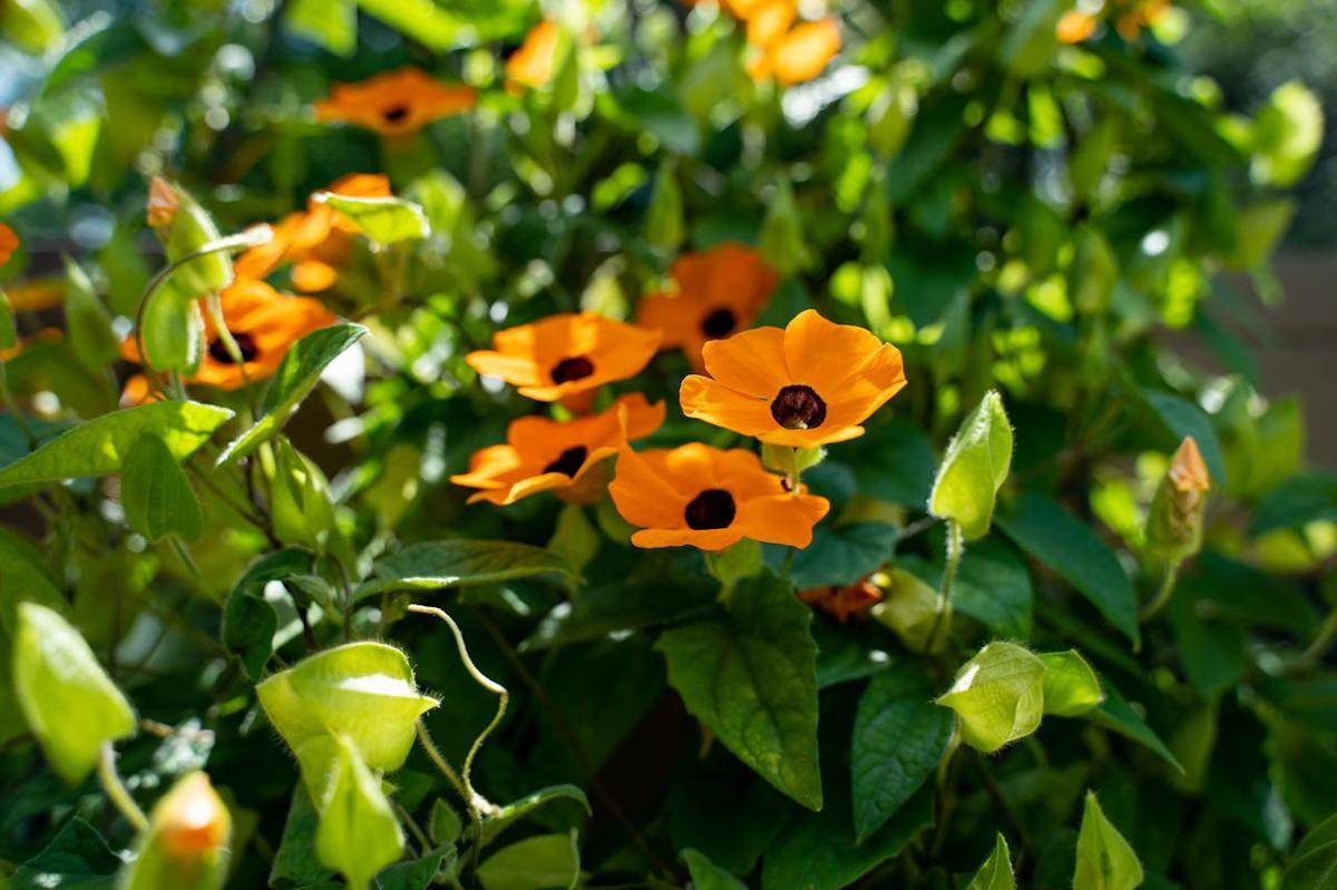ilustrasi tanaman black-eyed susan vine (pexels.com/Kelly Wright)