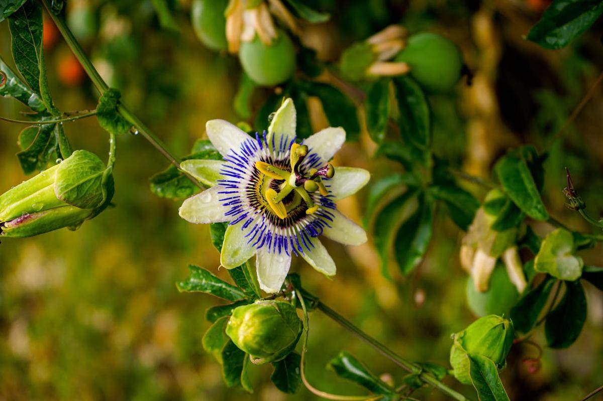 ilustrasi tanaman passionflower (pexels.com/Vanessa Cardui)