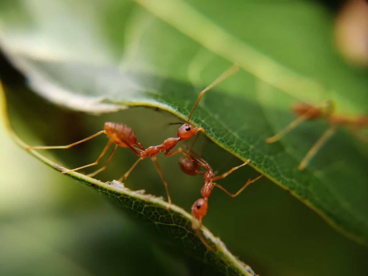 ilustrasi semut (unsplash.com/MD_JERRY)