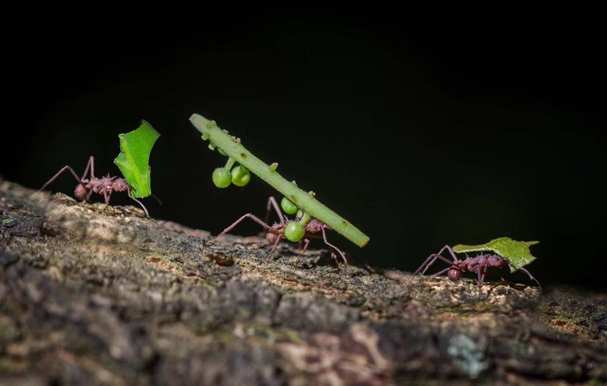 ilustrasi semut (unsplash.com/Jorge Coromina)