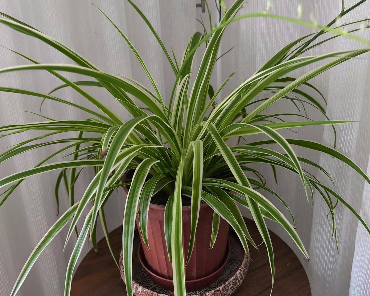 ilustrasi spider plant (pexels.com/Celal Metin)