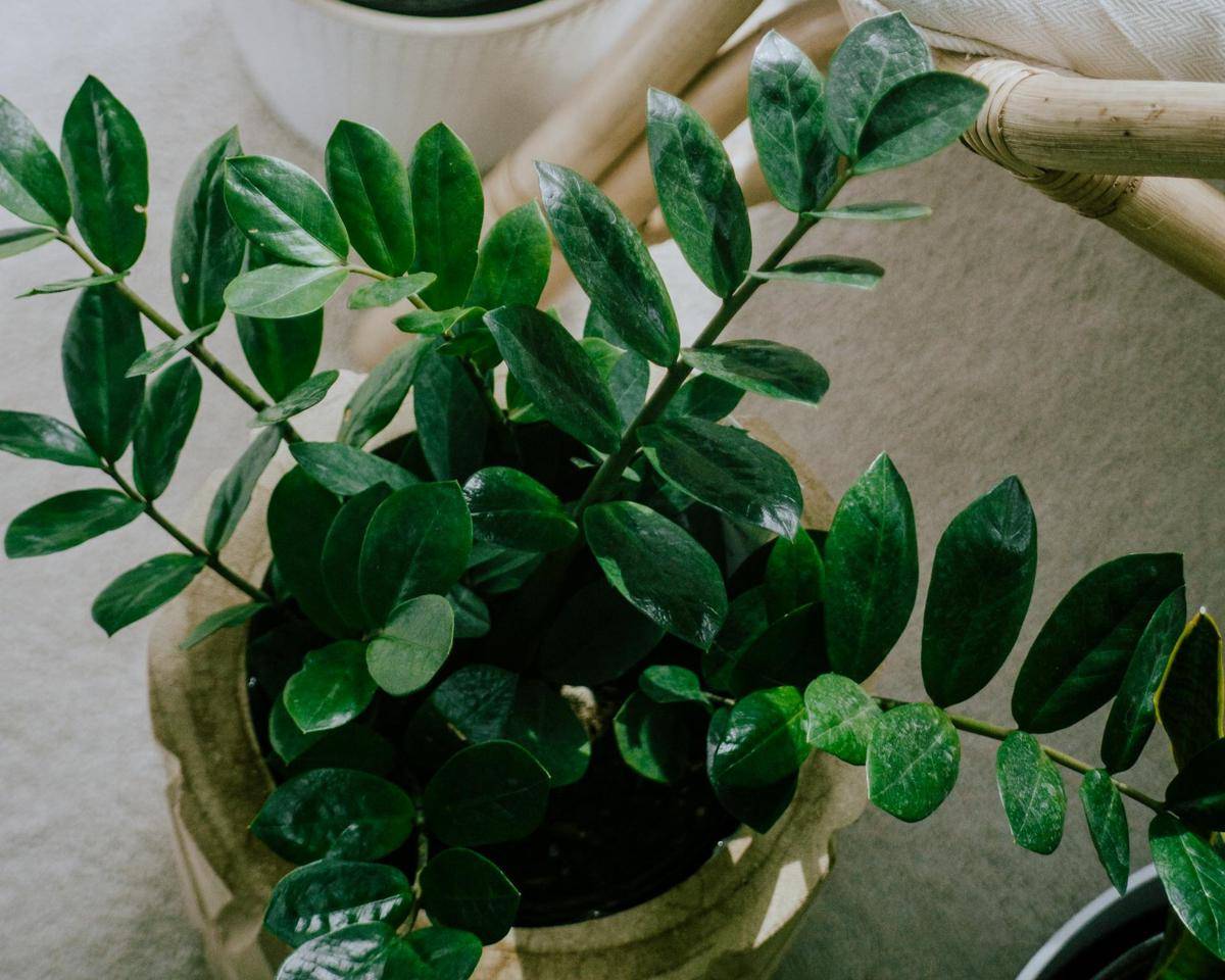 ilustrasi zz plant (pexels.com/Karl Solano)