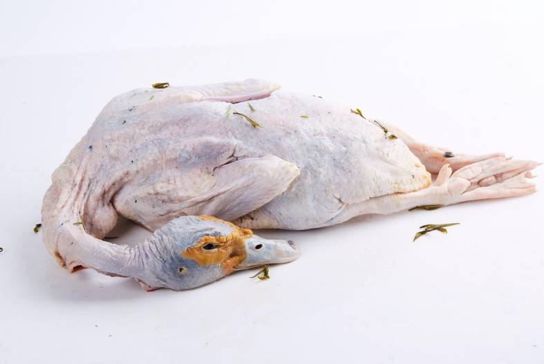 illustrasi daging bebek (pixabay.com/luow)
