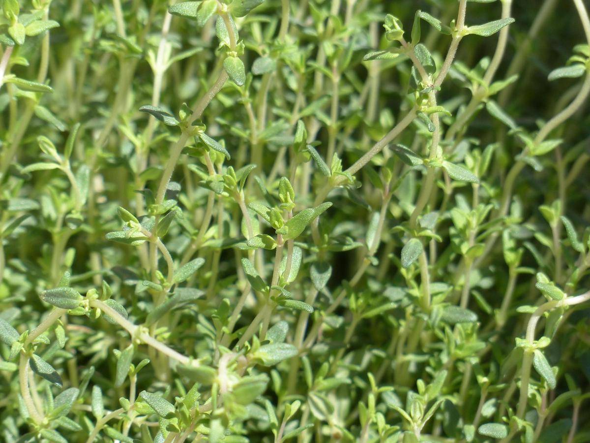ilustrasi thyme (pixabay.com/Hans)
