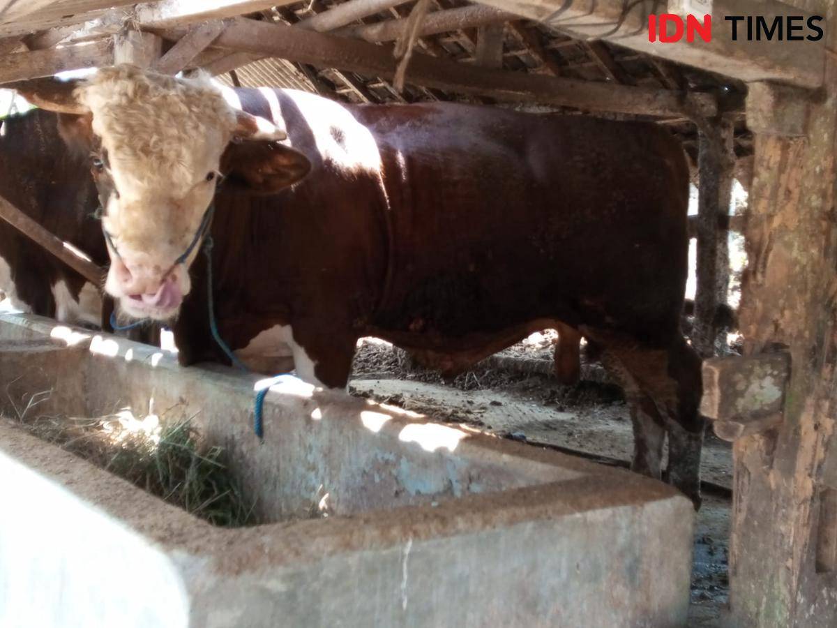 Kotoran ternak di Kandang Kelompok 45 Depok.