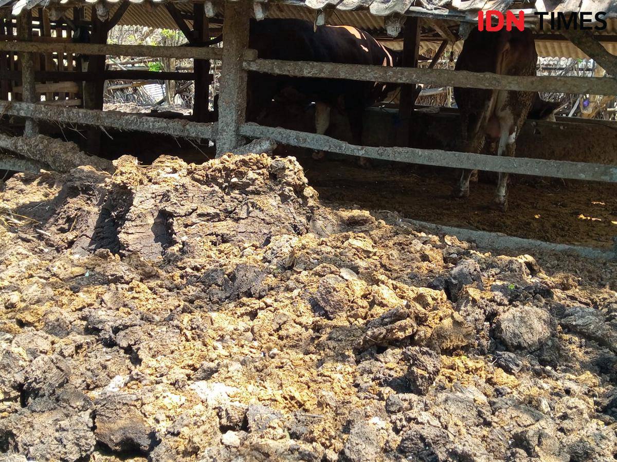 Kotoran ternak di Kandang Kelompok 45 Depok.