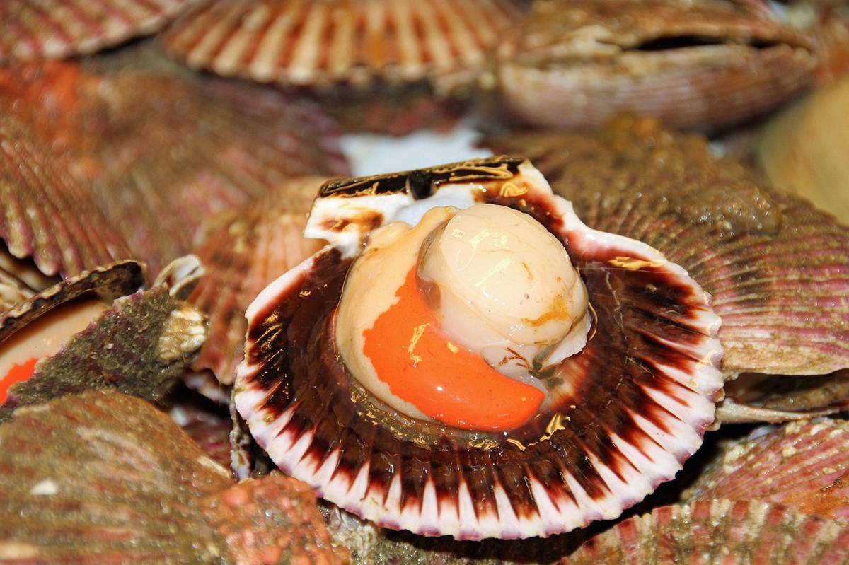 ilustrasi scallop mentai 
