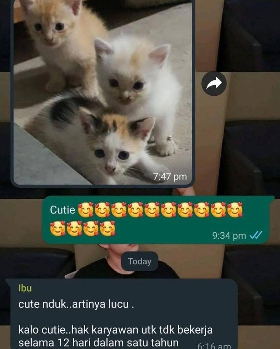 meme cuti