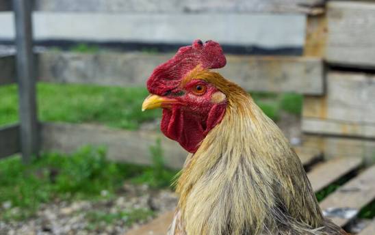 ilustrasi ayam (freepik.com/souvenir