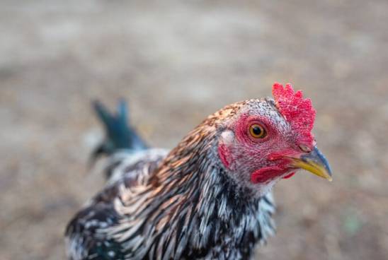 ilustrasi ayam (freepik.com/souvenir