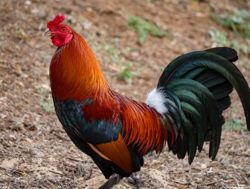ilustrasi ayam (freepik.com/souvenir