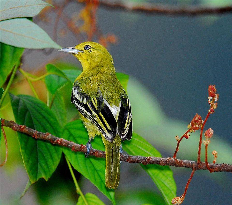 potret cipoh kacat dewasa (commons.wikimedia.org/NatureAtYourBackyard/ltshears)